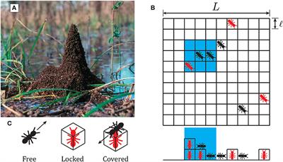 Attraction, Dynamics, and Phase Transitions in Fire Ant Tower-Building